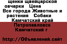 щенки щвейцарской овчарки › Цена ­ 15 000 - Все города Животные и растения » Собаки   . Камчатский край,Петропавловск-Камчатский г.